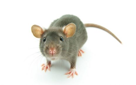 skuteczne zwalczanie gryzoni